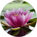 Patricia Devine profile picture
